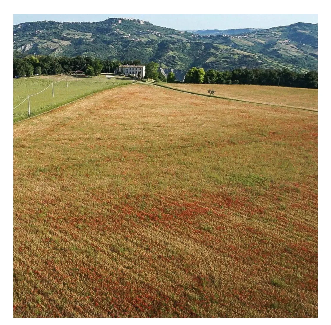 Casino Di Caprafico / Umbrian Lentils - 5kg, 11lbs